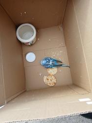 Found/Stray Unknown Bird last seen UK Veterinary Diagnostic Lab , Lexington, KY 40511