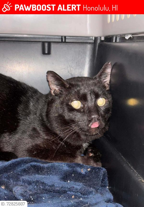 Lost Male Cat last seen Full Gospel Church Light of Truth Church, Honolulu, HI 96822