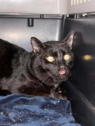 Lost Male Cat last seen Full Gospel Church Light of Truth Church, Honolulu, HI 96822