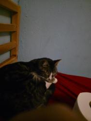 Lost Male Cat last seen Qt, Arlington, TX 76001