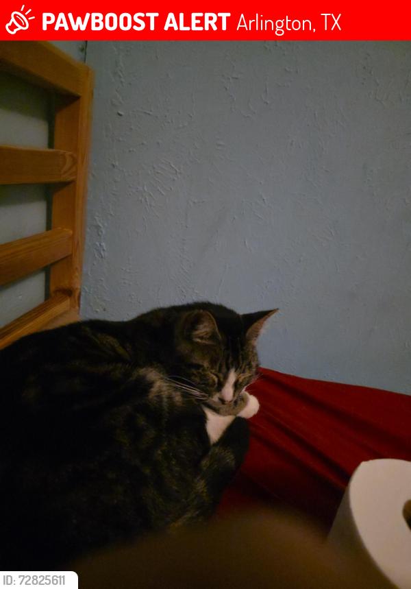 Lost Male Cat last seen Qt, Arlington, TX 76001