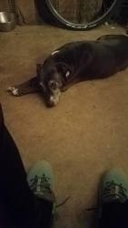 Lost Female Dog last seen Haven dr, Dothan, AL 36301