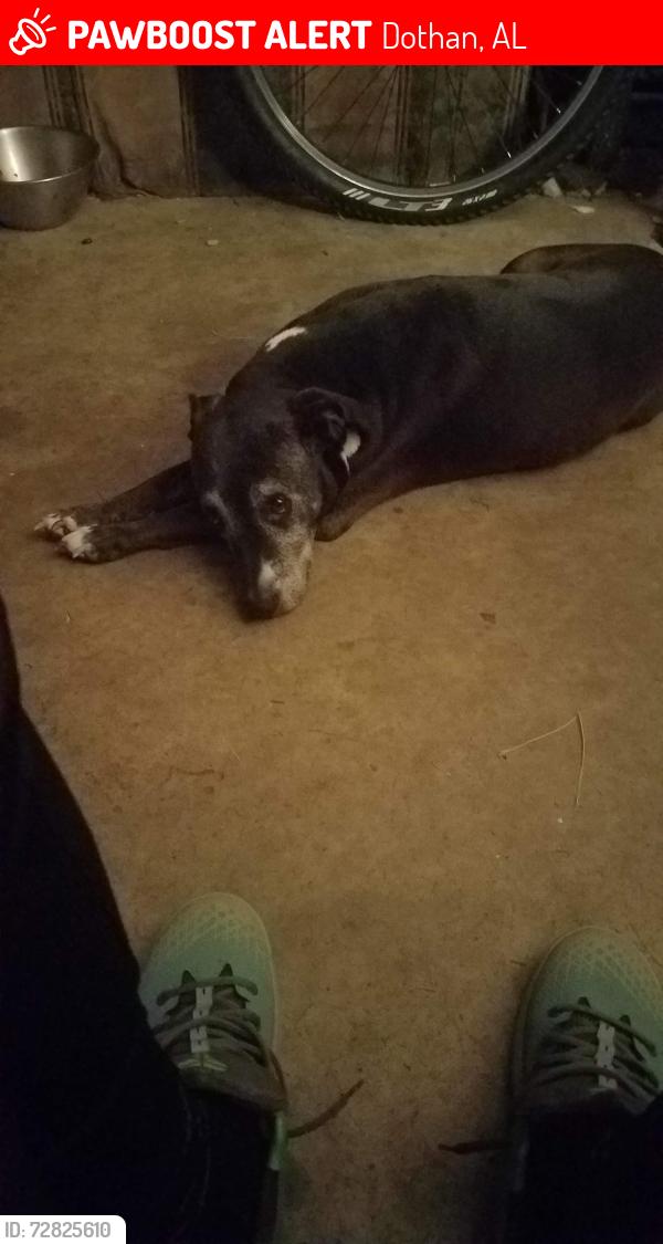 Lost Female Dog last seen Haven dr, Dothan, AL 36301