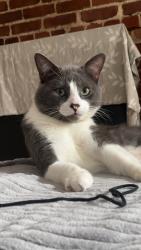 Lost Male Cat last seen Sherbrooke est montreal qc canada, Sherbrooke, QC 