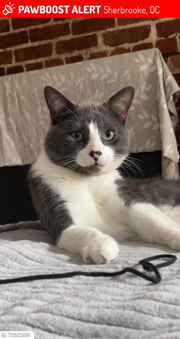 Lost Male Cat last seen Sherbrooke est montreal qc canada, Sherbrooke, QC 