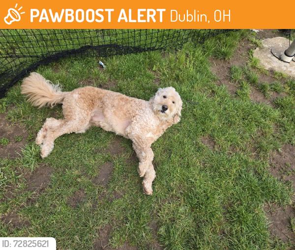Found/Stray Female Dog last seen Coffman HS, Dublin, OH 43016