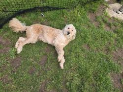 Found/Stray Female Dog last seen Coffman HS, Dublin, OH 43016