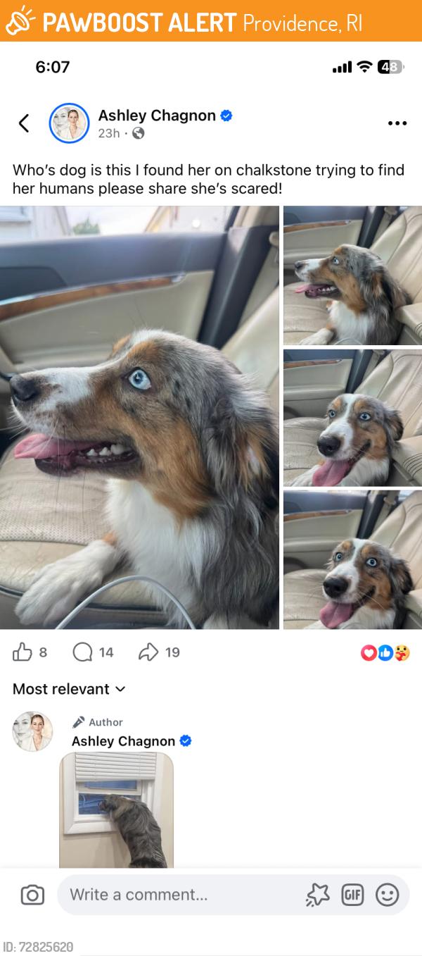 Found/Stray Female Dog last seen Orms st providence, Providence, RI 02908
