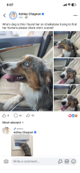 Found/Stray Female Dog last seen Orms st providence , Providence, RI 02908