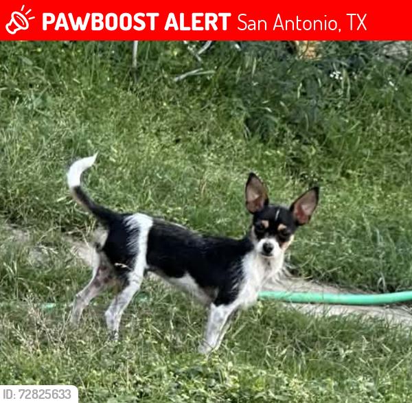 Lost Male Dog last seen Pennystone ave, San Antonio, TX 78223