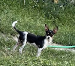 Lost Male Dog last seen Pennystone ave, San Antonio, TX 78223