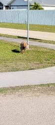 Found/Stray Female Dog last seen SW 7th Pl & SW 20 Ter, Cape Coral, FL 33991