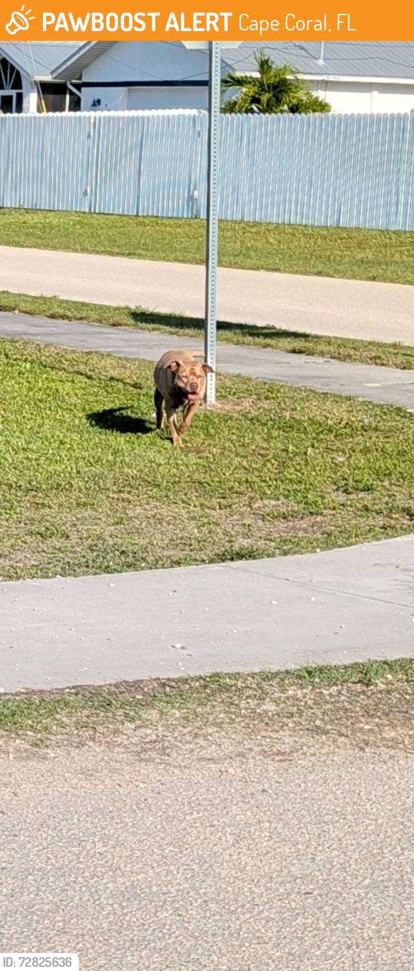 Found/Stray Female Dog last seen SW 7th Pl & SW 20 Ter, Cape Coral, FL 33991