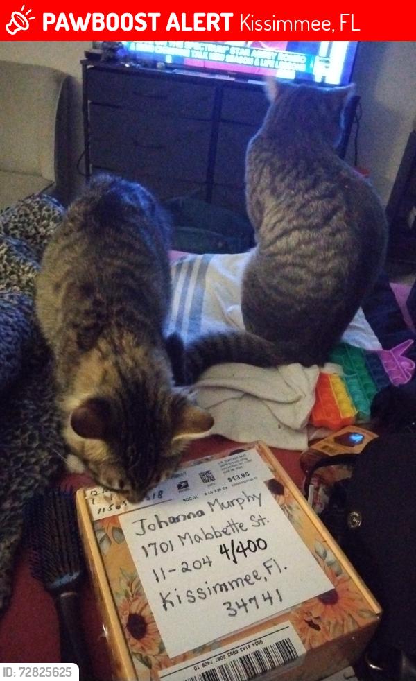 Lost Male Cat last seen Near Mabbette Street, Kissimmee, FL 34741