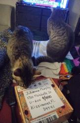 Lost Male Cat last seen Near Mabbette Street , Kissimmee, FL 34741