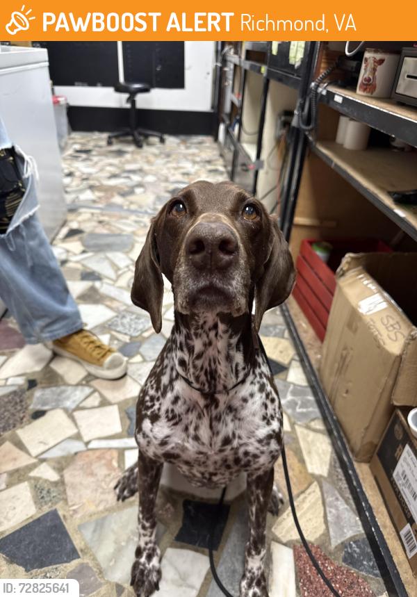 Found/Stray Female Dog last seen Carytown - Richmond VA , Richmond, VA 23221
