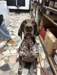 Found/Stray Female Dog last seen Carytown - Richmond VA , Richmond, VA 23221