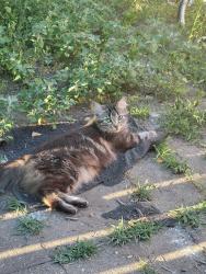 Lost Female Cat last seen Dairy dip, Portage, IN 46368