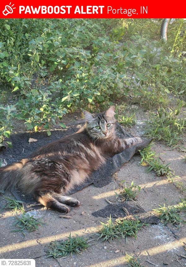 Lost Female Cat last seen Dairy dip, Portage, IN 46368