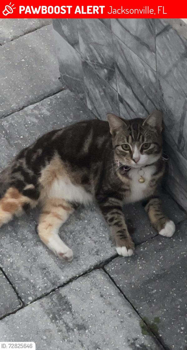 Lost Female Cat last seen Brighton ridge court or near in back by pond, Jacksonville, FL 32218