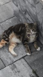 Lost Female Cat last seen Brighton ridge court or near in back by pond, Jacksonville, FL 32218