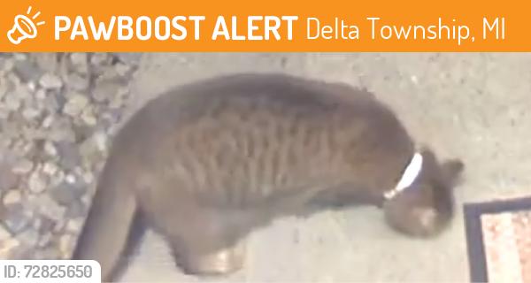 Found/Stray Unknown Cat last seen St. Joe Hwy and Broadbent, Delta Township, MI 48917