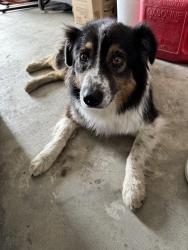 Found/Stray Unknown Dog last seen Liberty Chapel VFD, Cleburne, TX 76031