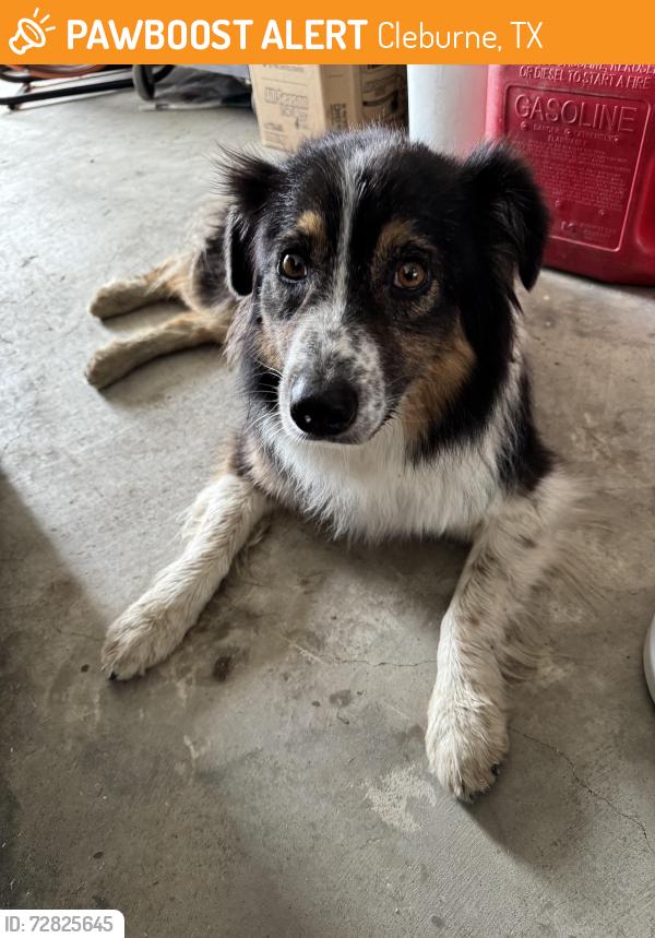 Found/Stray Unknown Dog last seen Liberty Chapel VFD, Cleburne, TX 76031