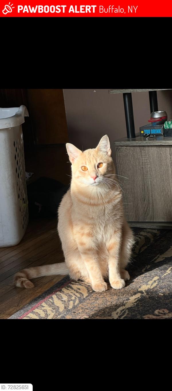 Lost Male Cat last seen Spann St and Casimir, Buffalo, NY 14206