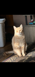 Lost Male Cat last seen Spann St and Casimir, Buffalo, NY 14206