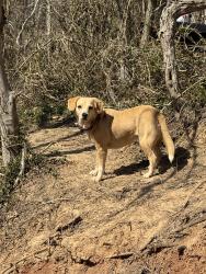 Lost Female Dog last seen Vernon Church Road, Letart, WV 25253