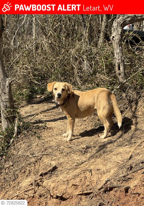 Lost Female Dog last seen Vernon Church Road, Letart, WV 25253