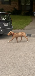 Lost Female Dog last seen Near cinnabar dr, Dallas, TX 75227