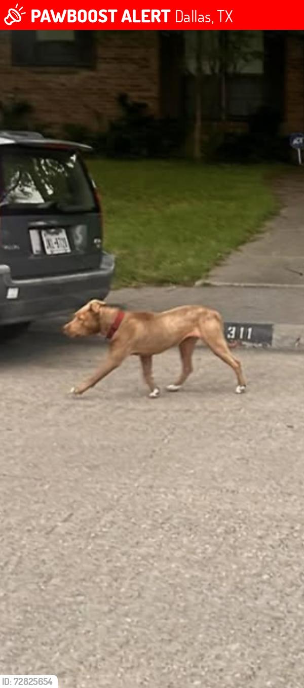 Lost Female Dog last seen Near cinnabar dr, Dallas, TX 75227