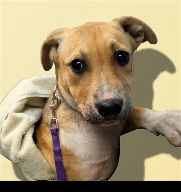 Shelter Stray Female Dog last seen PRICE LN, Jacksonville, FL 32204