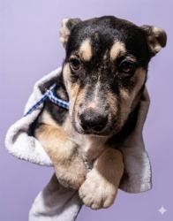 Shelter Stray Female Dog last seen PRICE LN, Jacksonville, FL 32204