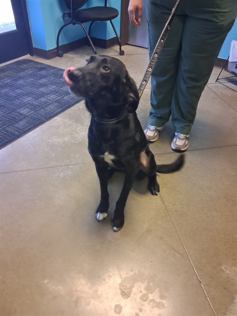Shelter Stray Female Dog last seen STINE/TAFT HWY, BAKERSFIELD, CA, Bakersfield, CA 93307
