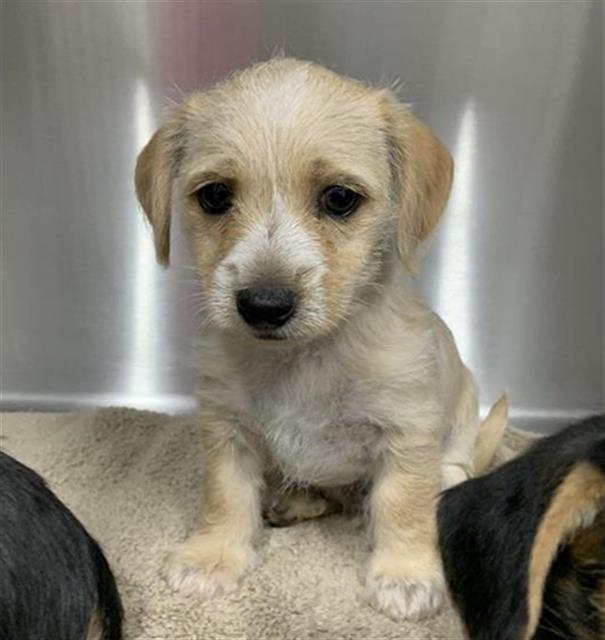 Shelter Stray Male Dog last seen Near BLOCK E DAKOTA AVE, FRESNO CA 93726 4600, Fresno, CA 93727