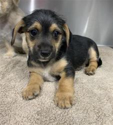 Shelter Stray Female Dog last seen Near BLOCK E DAKOTA AVE, FRESNO CA 93726 4600, Fresno, CA 93727
