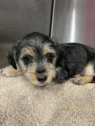 Shelter Stray Female Dog last seen Near BLOCK E DAKOTA AVE, FRESNO CA 93726 4600, Fresno, CA 93727