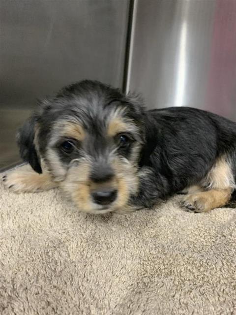 Shelter Stray Female Dog last seen Near BLOCK E DAKOTA AVE, FRESNO CA 93726 4600, Fresno, CA 93727