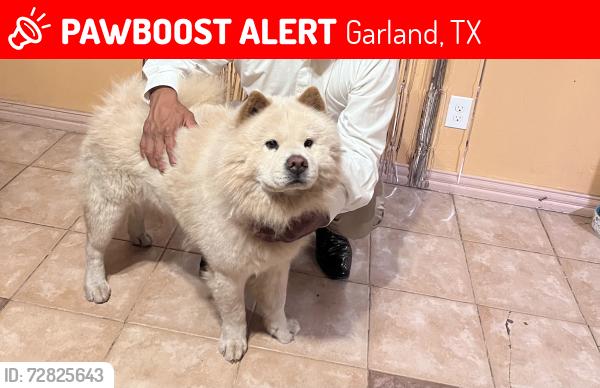 Lost Male Dog last seen By Jupiter and walnut near El Rancho supermarket , Garland, TX 75042
