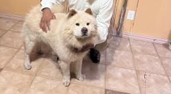 Lost Male Dog last seen By Jupiter and walnut near El Rancho supermarket , Garland, TX 75042