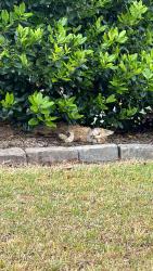 Found/Stray Unknown Cat last seen Langston farm, Winterville, NC 28590