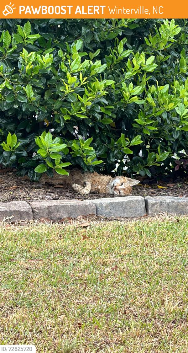 Found/Stray Unknown Cat last seen Langston farm, Winterville, NC 28590