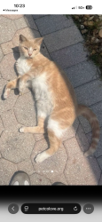 Lost Female Cat last seen Near CT and 170 TER, Miami, FL 33187