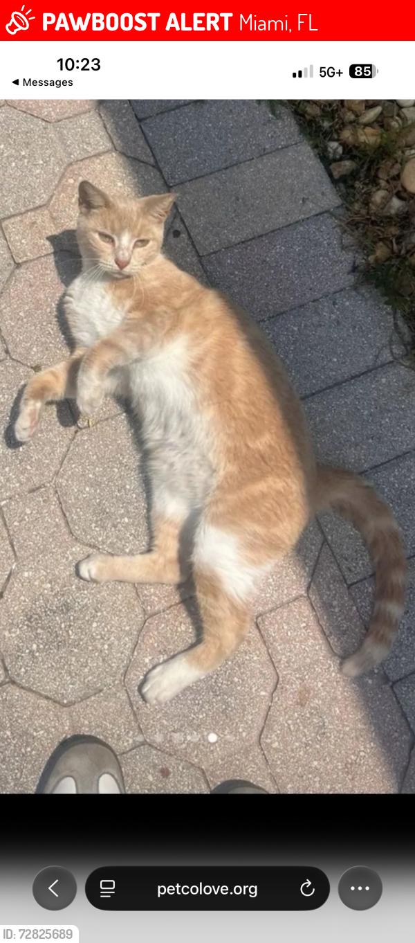 Lost Female Cat last seen Near CT and 170 TER, Miami, FL 33187
