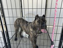 Found/Stray Unknown Dog last seen Terrace , Seaside, CA 93955