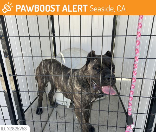 Found/Stray Unknown Dog last seen Terrace , Seaside, CA 93955