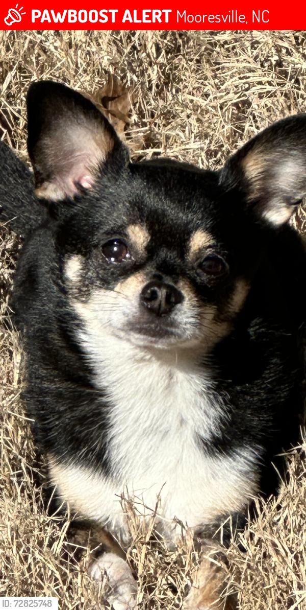 Lost Male Dog last seen Perth and Byers Common Dr, Mooresville, NC 28117